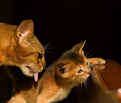 三楼半采集到尤物 —— Abyssinian 阿比西尼亚猫