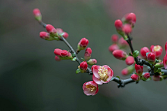 鲸落南北_95采集到蝶恋·倦鸟·余花