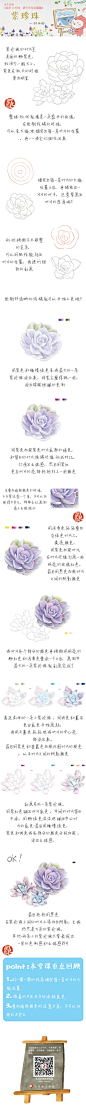 #每天10分钟，跟飞乐鸟学画画# 漂亮的紫珍珠是景天科石莲属的多肉植物、也称多浆植物 ，别称是纽伦堡珍珠，外观类似一朵盛开的玫瑰花有木有。