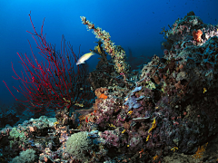 追梦踏浪采集到生物