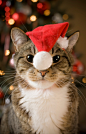 Christmas Cat#圣诞#