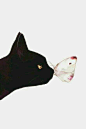 黑猫与蝴蝶