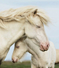 horse mama and horse baby: 