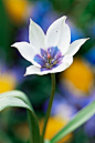 Tulipa humilis 'Albocaerulea Oculata' 矮花郁金香"白色眼罩"