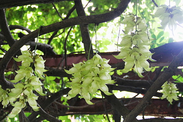 翠玉禾雀花