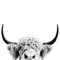 Peeking Highland Cow On Canvas Print