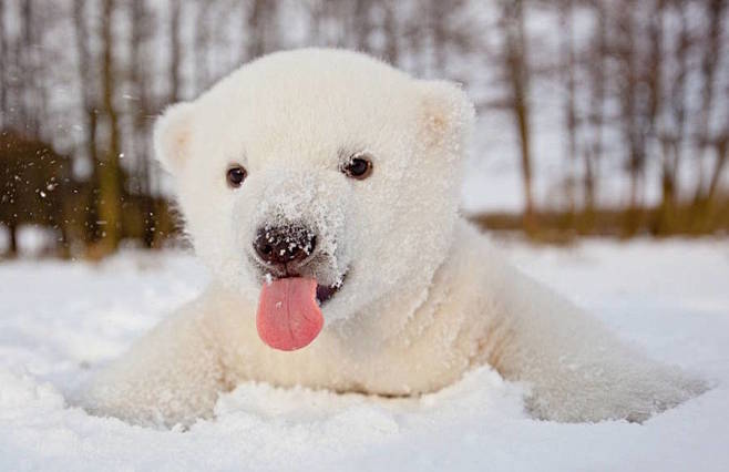 可爱北极熊宝宝摄影