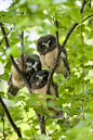 Triple Saw-whet Owls. Look at the one which tilts her head as if in curiosity. So adorable!