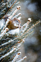 Squirrel in fir tree