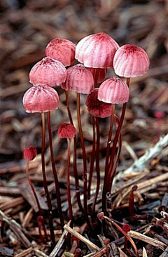 青蛙野樹采集到菇家 G_________+