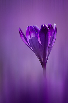 ·AudreyHepburn采集到Purple--神秘紫