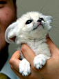 White baby fox.