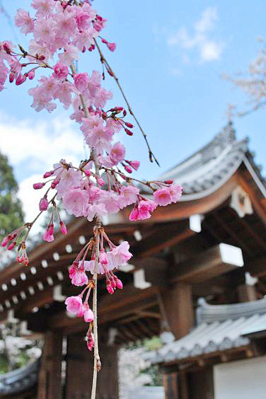 Daigo-ji, Kyoto,Japa...