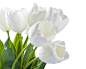 flowers spring tulips white flowers wallpaper (#1786023) / Wallbase.cc