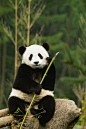食肉目·熊科·熊猫属：青年大熊猫