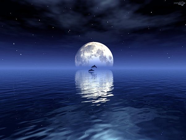 月光。。海豚。。海水。。完美的融合体。。