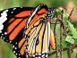 虎斑蝶。雄性虎斑蝶经常伏于吊裙草 (Crotalaria retusa) 上吸食汁液，以制造吸引异性的香气。虎斑蝶翅膀腹面鲜橙色，翅脉和翅边缘黑色，边缘上有两行小白点，前翅端黑褐色，翅端有大的黑色区，区内有一条由5个相邻的白色棒状白斑组成的白色斜带。