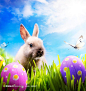 复活节彩蛋兔子高清图片