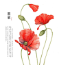 罂粟(Poppy)：《本草》言他功极繁茂，三四月抽花茎，结青苞，花开则苞脱，大如