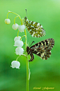 Leonid Fedyantsev在 500px 上的照片Lily Of The Valley And Butterflies