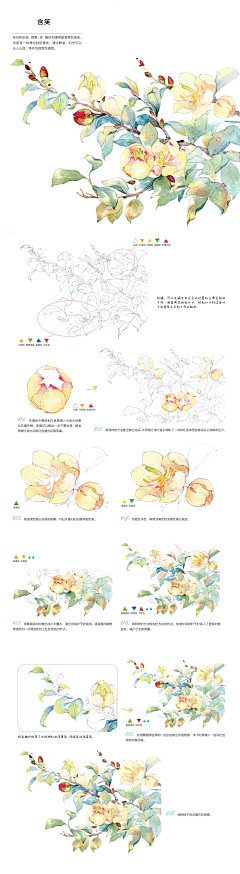 白兔糖糖糖采集到植物
