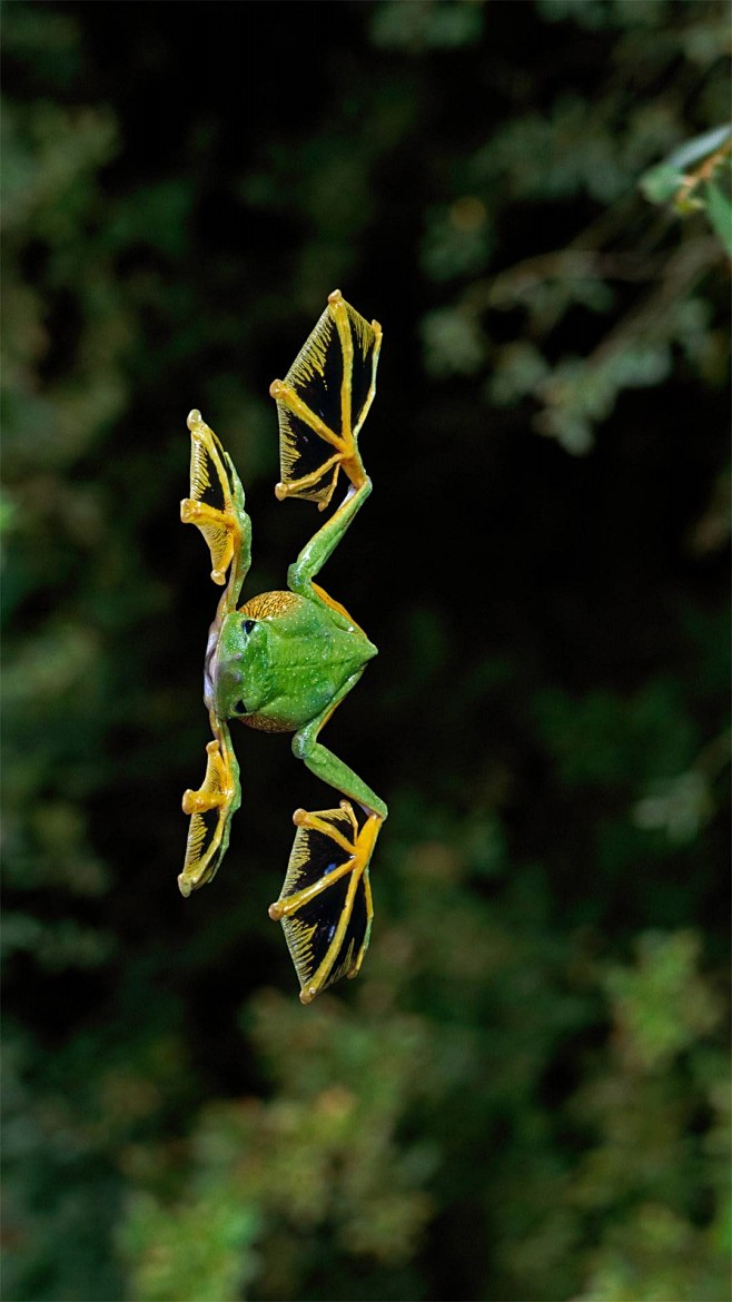 一只华莱士飞蛙掠过森林地面 (© Ste...