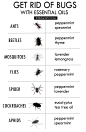 ESSENTIAL OILS TO GET RID OF BUGS
无毒驱虫