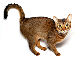 三楼半采集到尤物 —— Abyssinian 阿比西尼亚猫