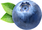 蓝莓png