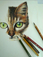 pencil, art, cat, drawing, colored