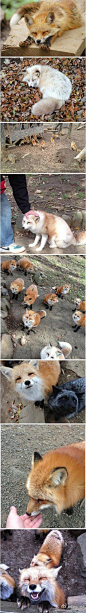 【樱语】#日本留学#日本狐狸村--日本宫城县白石市西北部有一所狐狸爱好者的乐园--宫城藏王狐狸村。园内放养着100多只狐狸，游客可与其零距离接触，入场费是成人700日元小孩400日元。喂饲料or抚摸它们。它们偶尔也会向路人蹭爱哟~~#樱语说#我突然有个疑问，狐狸很狡猾到底是从何而来呢？
