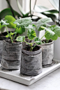 Newspaper seed starter pots