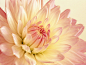 close-up dahlias flower petals flowers nature wallpaper (#402692) / Wallbase.cc