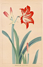 Chigusa Soun Flowers of Japan Woodblock Prints 1900