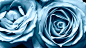 蓝色自然花卉玫瑰蓝玫瑰宽屏蓝花 - 壁纸（#2919547）/ Wallbase.cc