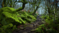 英国德比郡帕德利峡谷的林间小径风景壁纸