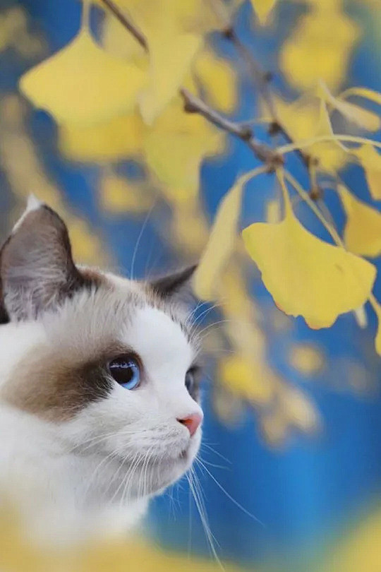 主人带猫外拍秋天的照片，真是美到哭，来感...