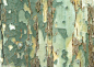 树皮肌理-树干上脱落的绿色树皮底纹图片设计