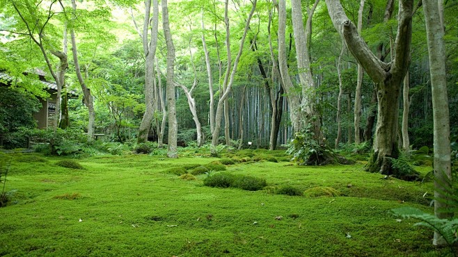 绿色森林风景壁纸