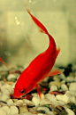红金鱼 (400×600)