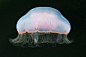 令人惊叹的水下水母摄影