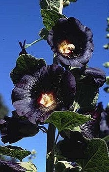  植物  黑色曼陀罗——不可预知的黑暗、...