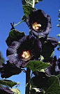  植物  黑色曼陀罗——不可预知的黑暗、死亡和颠…