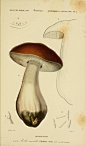 Boletus edulis （牛肝菌科牛肝菌属，美味牛肝菌） 作者：D'Orbigny 时间：1847-1849 版本：《Dictionnaire universel d’histoire naturelle. v.3》