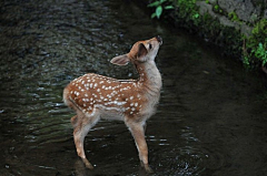 白子卿采集到<摄影>deer小鹿