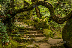 花间禅院采集到丙-生活禅之古树年轮