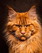 【Robert Sijka】一个猫咪摄影师，因为老婆养缅因猫，所以总是在拍这种猫。<br/>他的个人网站：O网页链接<br/>他的felis：O网页链接<br/>他的500px ：O网页链接<br/>他的instagram：O网页链接 ​​​​