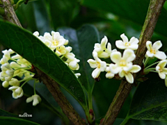 图拉柏采集到花