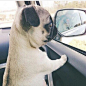 Cute pug pup side shot!  #adorable #puppy #sweet http://yourpetclip.com/tag/pug/