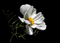 01325_一朵花绽放在黑暗的环境下绿色的枝叶黄色的花蕊都是为了衬托洁白的花瓣.jpg.jpg